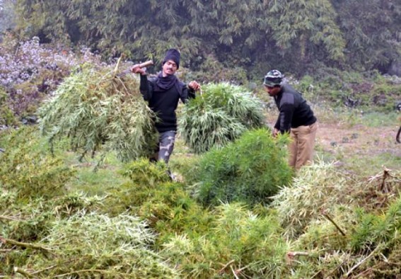 Cannabis (ganja) worth Rs 15 crore destroyed at Boxanagar